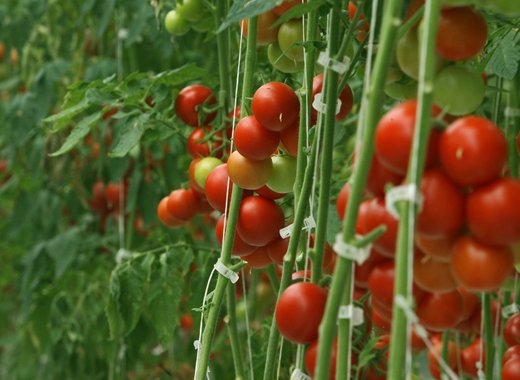 tomatoes