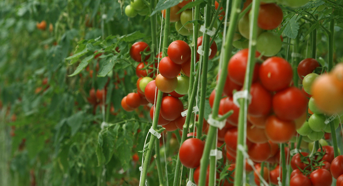tomatoes