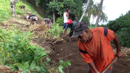 Arrowroot harvesting