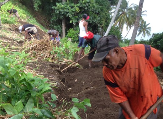 Arrowroot harvesting