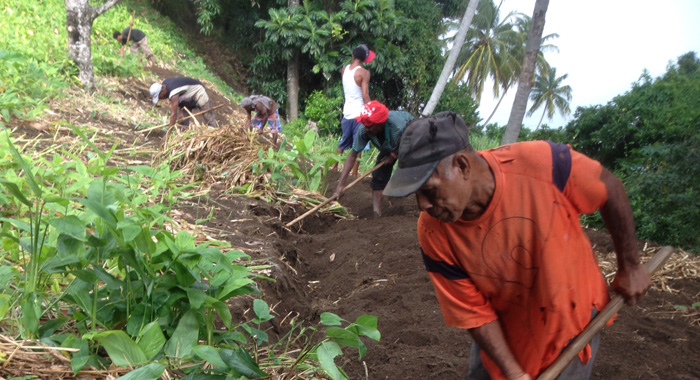 Arrowroot harvesting