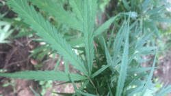 A marijuana plant. (IWN photo)
