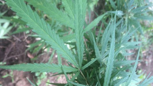 A marijuana plant. (IWN photo)