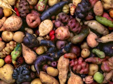 Some tropical root crops.