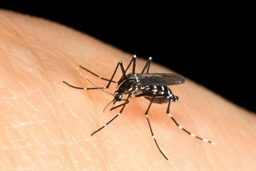 Mosquito