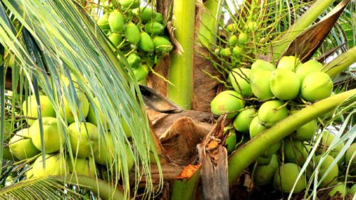 Coconut tree