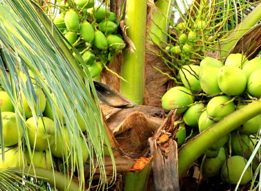 Coconut tree