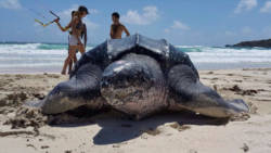 Come Jan. 1, 2017, it will be totally illegal to kill sea turtles in SVG.  Here, a large leatherback photographed in Mustique.