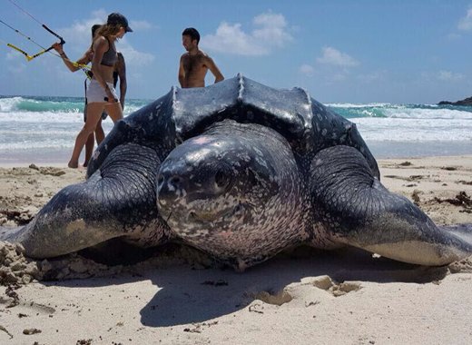 Come Jan. 1, 2017, it will be totally illegal to kill sea turtles in SVG.  Here, a large leatherback photographed in Mustique.