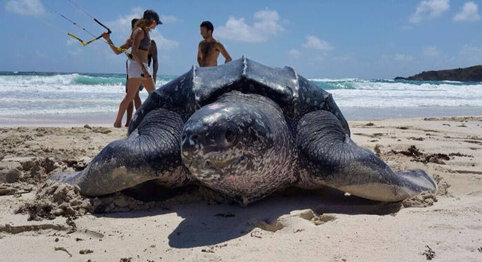 Come Jan. 1, 2017, it will be totally illegal to kill sea turtles in SVG.  Here, a large leatherback photographed in Mustique.