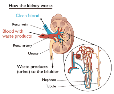 kidneys2