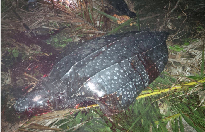 The remains of the turtle that was killed in Biabou on Wednesday. 
