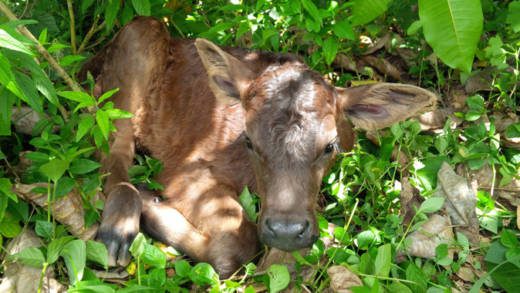The calf was named Ja-C, in honour of contributions of Jamaica and Cuba to the programme. 
