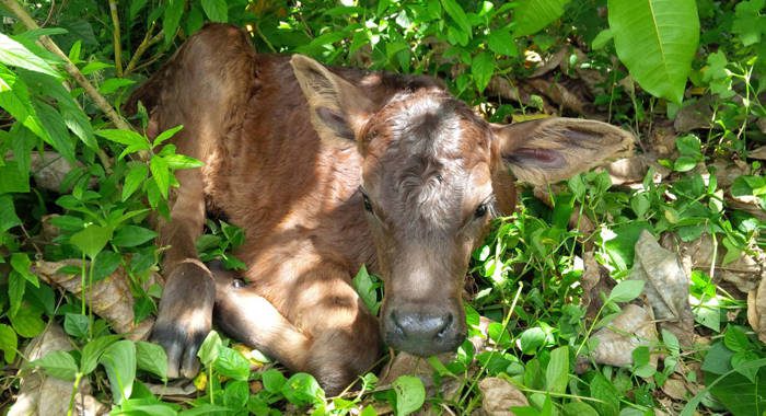 The calf was named Ja-C, in honour of contributions of Jamaica and Cuba to the programme. 