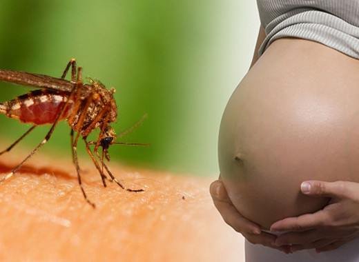 insect mosquito pregnant women 735 350 resize compressed
