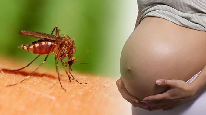 insect mosquito pregnant women 735 350 resize compressed