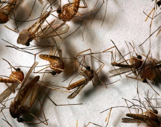 mosquitoes