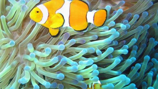Clownfish on the Great Barrier Reef. Photo: Jan Derk/public domain