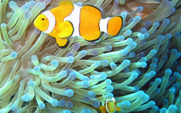 Clownfish on the Great Barrier Reef. Photo: Jan Derk/public domain