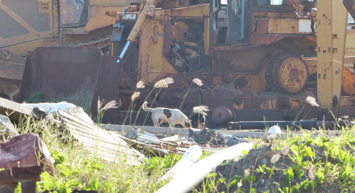 Stray dogs and derelict vehicles at Argyle International Airport.