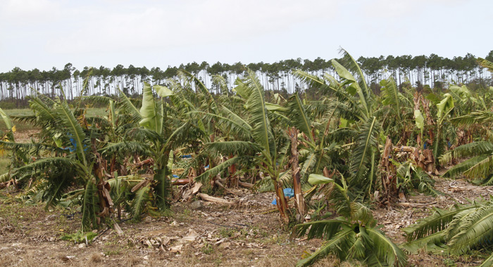 The storm wiped out the banana crop in North Andros. (Photo: CMC/IWN)