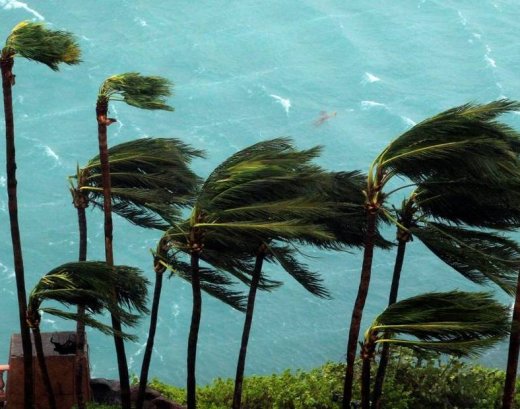 Wind brought by Hurricane Matthew blow palm trees on Paradise Island in Nassau, Bahamas, Thursday, Oct. 6, 2016. (Photo: Tim Aylen/AP)