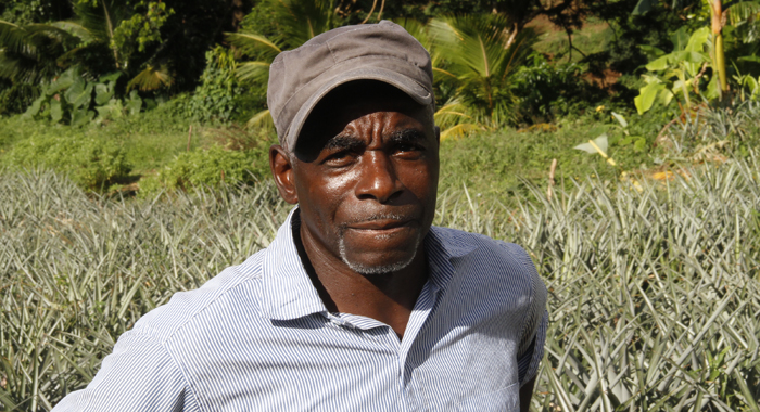 Farmer Stephen Watson says he loses about EC$800 to thieves every month. (IWN photo)
