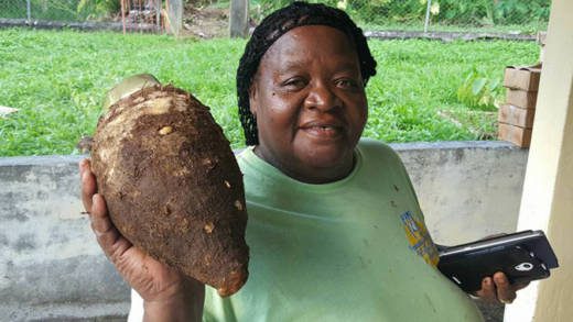 The initiative promises more access to external market for Vincentian produce. (Photo:Agricultureinfocus SVG/Facebook)