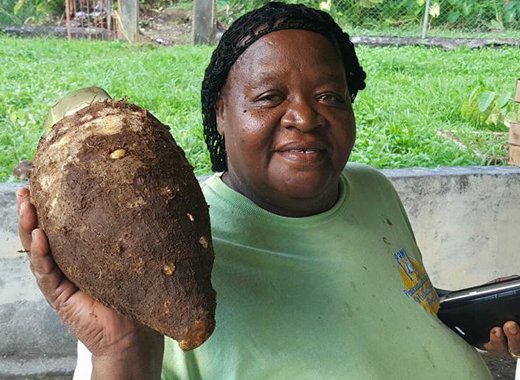 The initiative promises more access to external market for Vincentian produce. (Photo:Agricultureinfocus SVG/Facebook)
