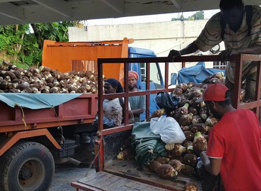 Workers prepare dasheen for export. (Photo: Agricultureinfocus SVG/Facebook)