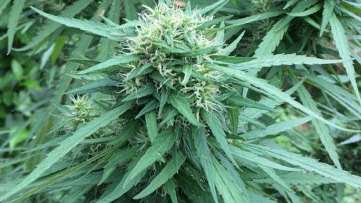 A marijuana plant in St. Vincent. (iWN file photo)
