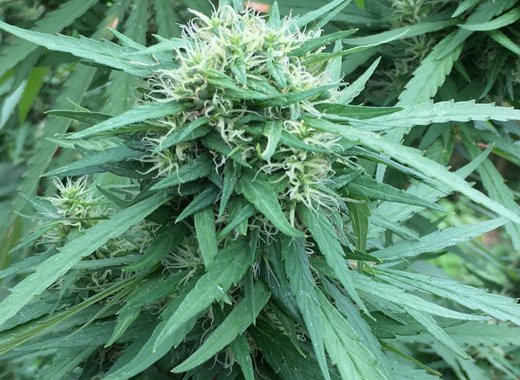 A marijuana plant in St. Vincent. (iWN file photo)