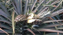 Vandals chopped up 1,500 pineapples on the farm.