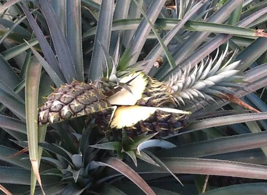 Vandals chopped up 1,500 pineapples on the farm.