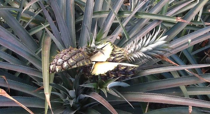 Vandals chopped up 1,500 pineapples on the farm.