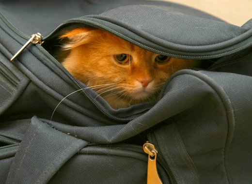 cat bag