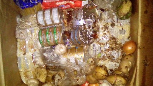 The woman was forced to toss away the box of imported food items because rats had eaten them. 