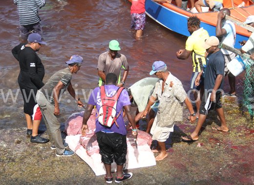 Whaling has been a part of Bequia's culture for almost 150 years. (iWN photo)