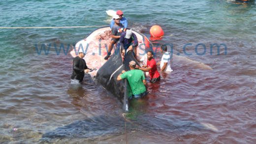 Bequian whalers are permitted to kill four humpback whales per year but almost never maximise the quota. Here, they process a 50-foot humpback whale caught in March 2017. (iWN photo)