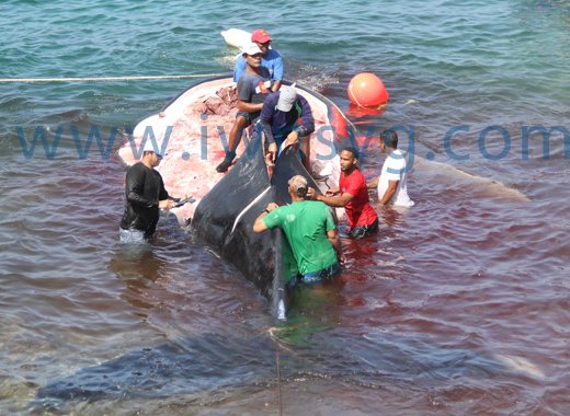 Bequian whalers are permitted to kill four humpback whales per year but almost never maximise the quota. Here, they process a 50-foot humpback whale caught in March 2017. (iWN photo)