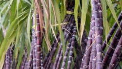 sugarcane