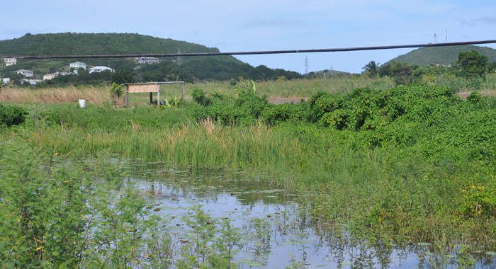 A manmade rainwater catchment on a farm in Antigua. Credit: Desmond Brown/IPS