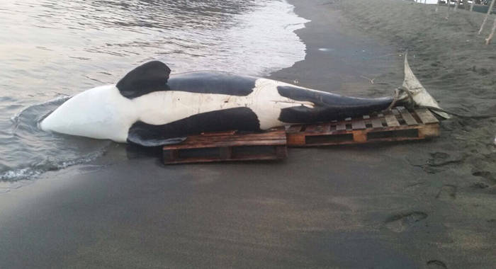One of the two orcas killed by Barrouallie whalers was shot in the presence of a whale watching group.
