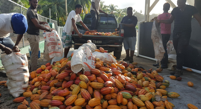 SVCC Cocoa Harvest