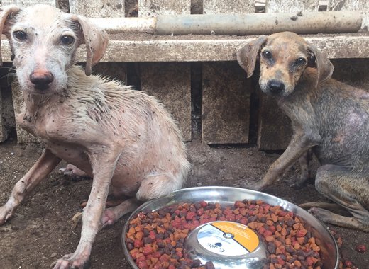 Abandoned dogs