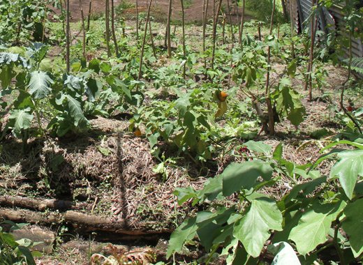 The project teaches participants to cultivate food on small plots of land, without the use of chemicals. 