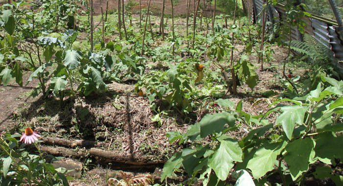 The project teaches participants to cultivate food on small plots of land, without the use of chemicals. 