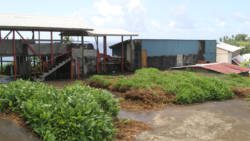 Heaps of arrowroot rhizomes were rotting and growing outside the factory in Owia last month. (iWN photo)