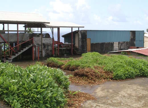 Heaps of arrowroot rhizomes were rotting and growing outside the factory in Owia last month. (iWN photo)