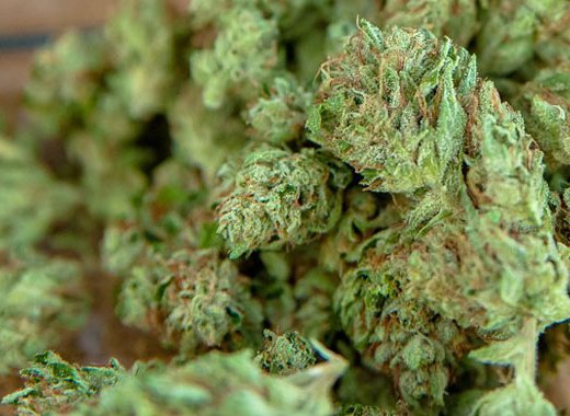 Marijuana